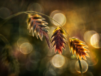 Glow - Joy and Hope (Explore 10/17/2013) - image #289641 gratis